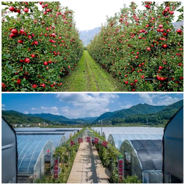 全省首位！宝鸡粤港澳大湾区“菜篮子”直供基地为乡村振兴添活力，农产品初加工服务成关键引擎